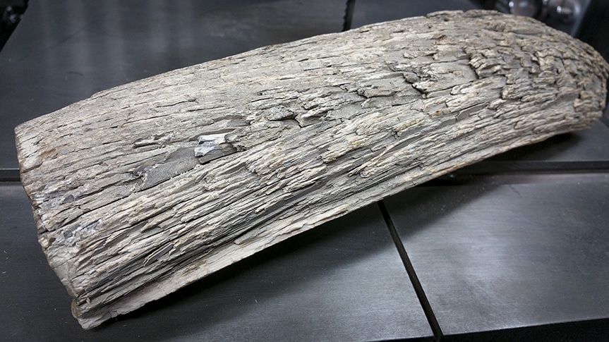 stabilizedmammothstore.com